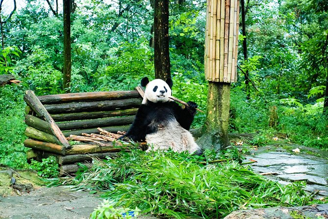 Pandas gigantes comendo bambu em um centro de conservação em Chengdu
